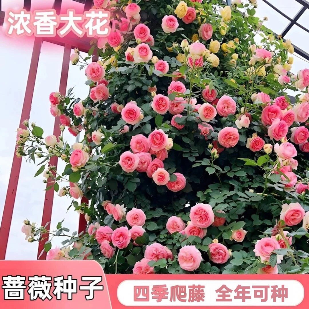 混色爬藤花种子四季爬藤开花盆栽地栽室内花卉简单种植花草种子