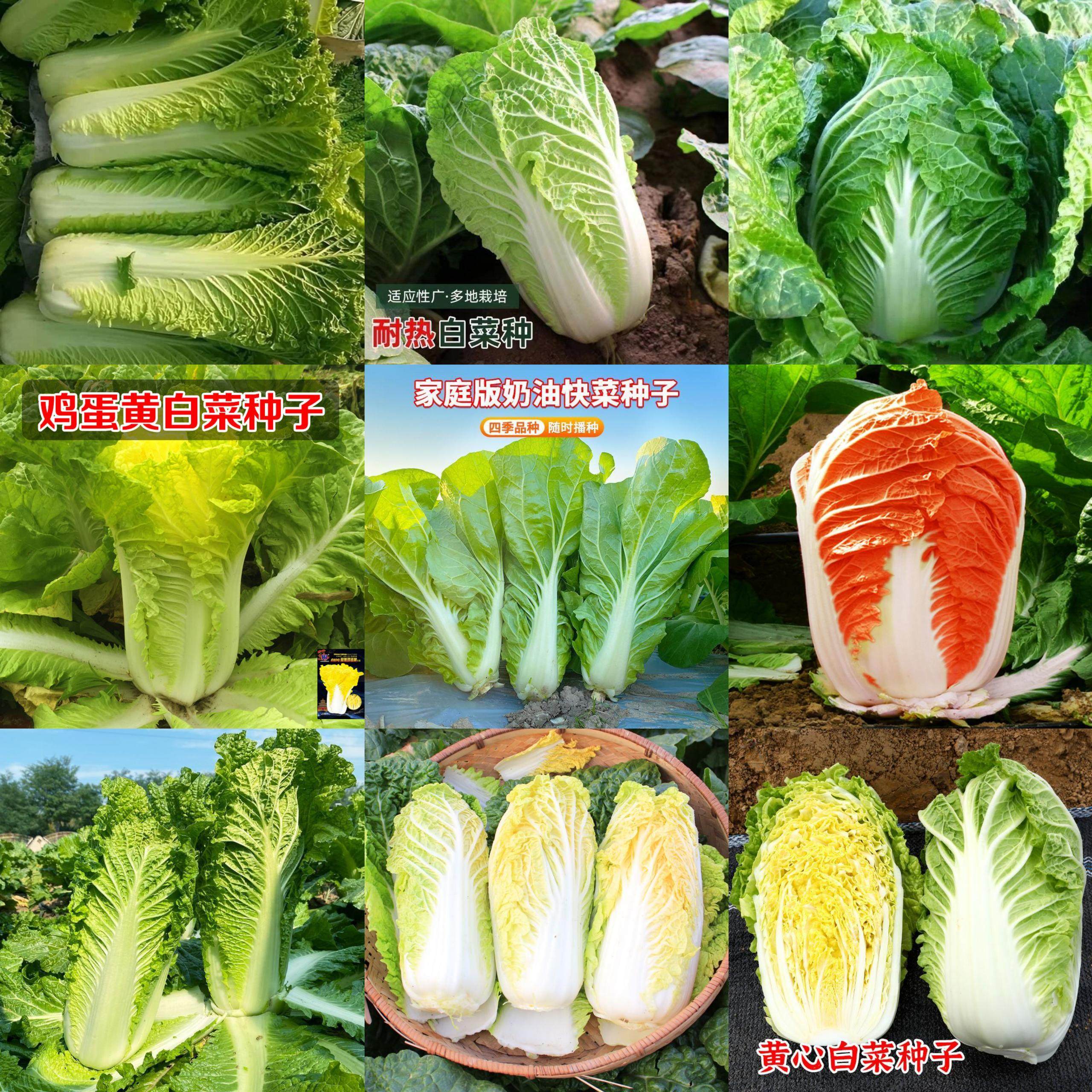 白菜种子大全黄心白菜耐热大白菜好吃老品种夏秋播北京小杂鸡蛋黄