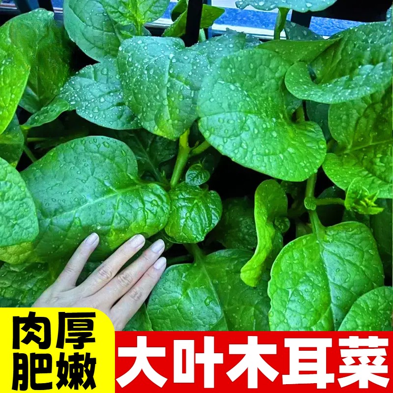 大叶木耳菜种子四季阳台盆栽