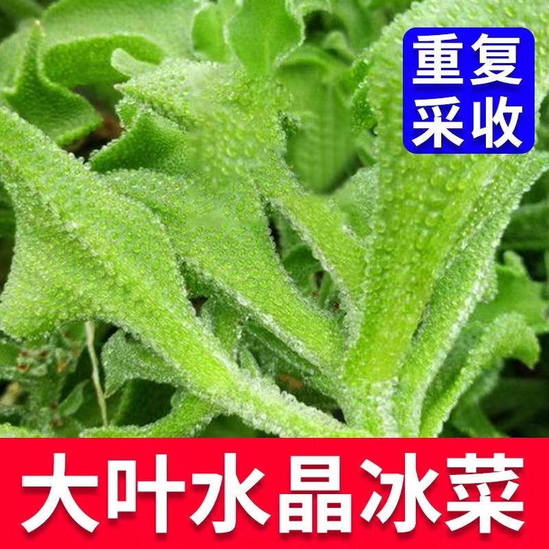 水晶冰菜种子冰菜苗秧入口即化冰草种子四季播种阳台苗冰菜苗幼苗