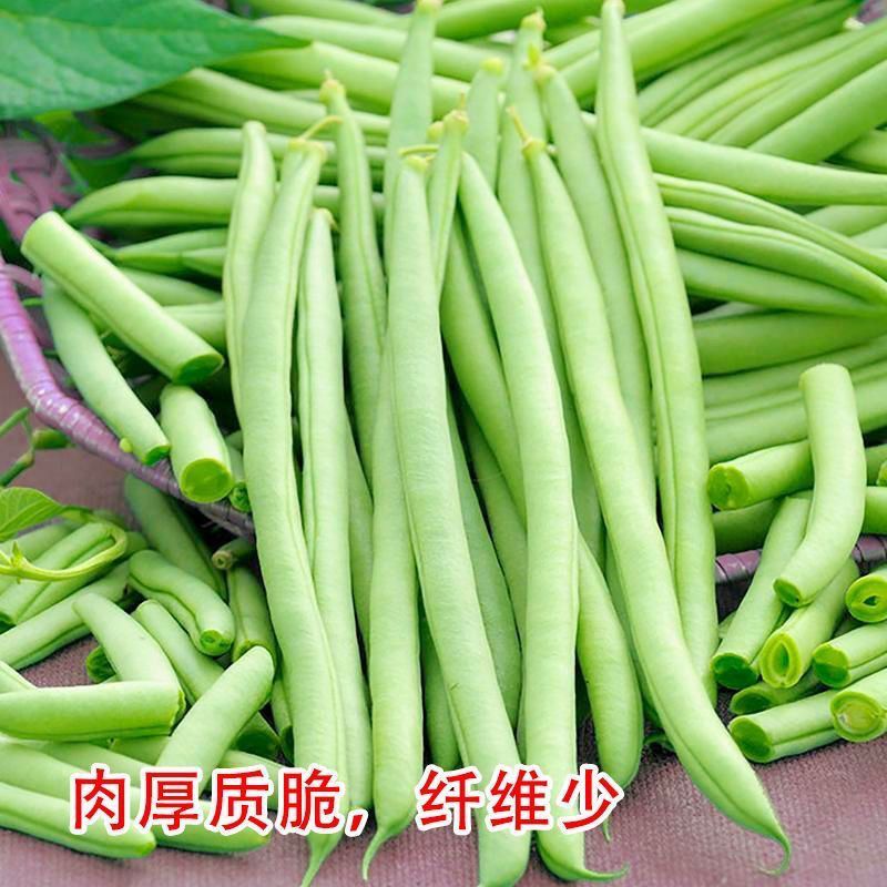 高产无筋四季豆种子夏秋豆角种子无架四季豆耐热农家四季蔬菜种子