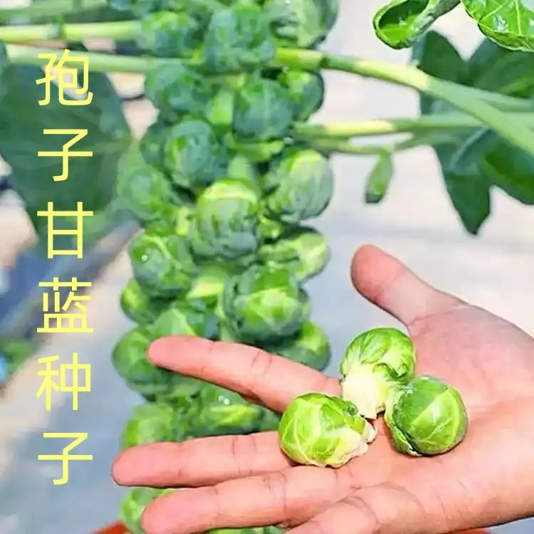 孢子甘蓝种子一年种抱子甘蓝种子小包菜卷心菜包心菜耐寒蔬菜种子