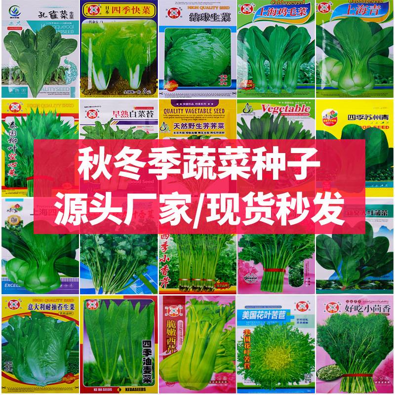 四季蔬菜种子大全适合秋冬春季耐热耐寒叶菜生菜菠菜杂交蔬菜种孑
