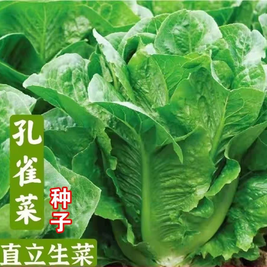 孔雀菜种子耐热耐寒罗马直立生菜包心生菜种子四季种植生菜籽育苗