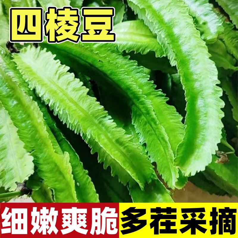 高产四棱豆种子春夏秋冬播四季阳台盆栽蔬菜种子耐热四角豆多年生