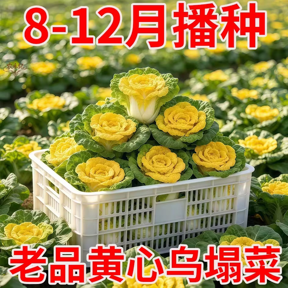 黄心乌塌菜种子四季耐寒奶油白菜黄心大白菜脆嫩秋冬耐寒蔬菜种子