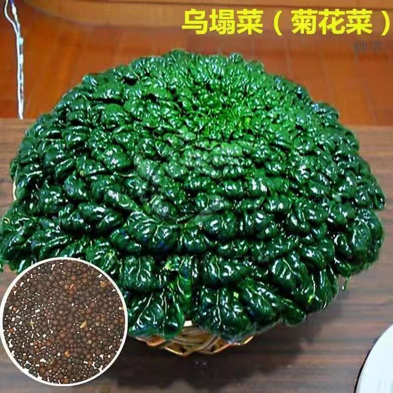 黑心乌塌菜好吃高钙保健蔬菜养心菊花菜易种春秋四季播农家易种