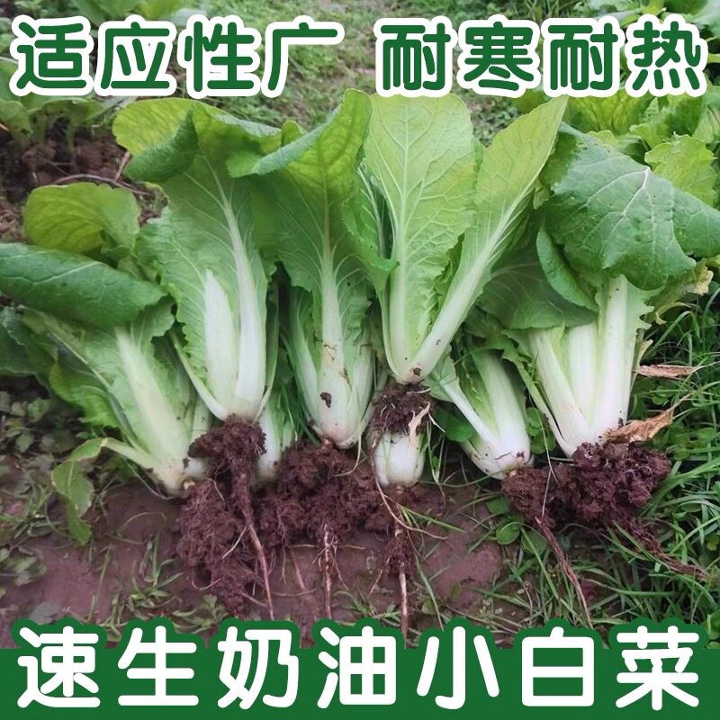四季奶油小白菜种子耐热耐寒白杆白梗白菜阳台盆栽蔬菜种子秋播