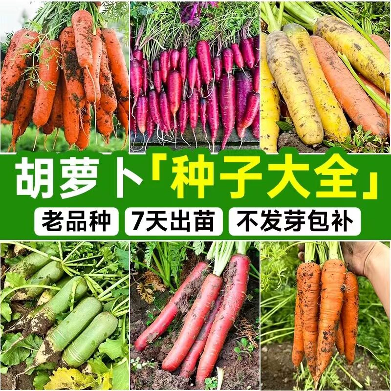 四季高产蔬菜种子春秋播九寸参