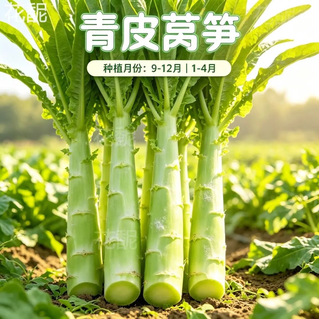 四季莴笋种子青皮绿肉香莴笋种子高产耐热耐寒春秋冬蔬菜种子大全