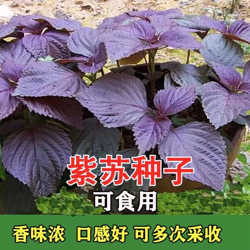 食用紫苏种子四季补钙菜
