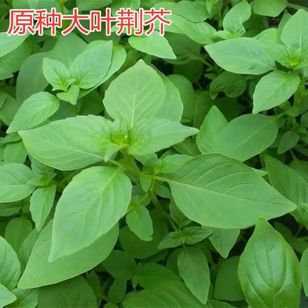 【大叶荆芥种子】河南香芥菜春季四季多年生味鲜阳台盆栽菜种子