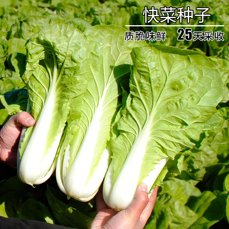 奶油快菜种子种籽四季小白菜蔬菜青菜菜种孑子籽种大全白莱快菜种