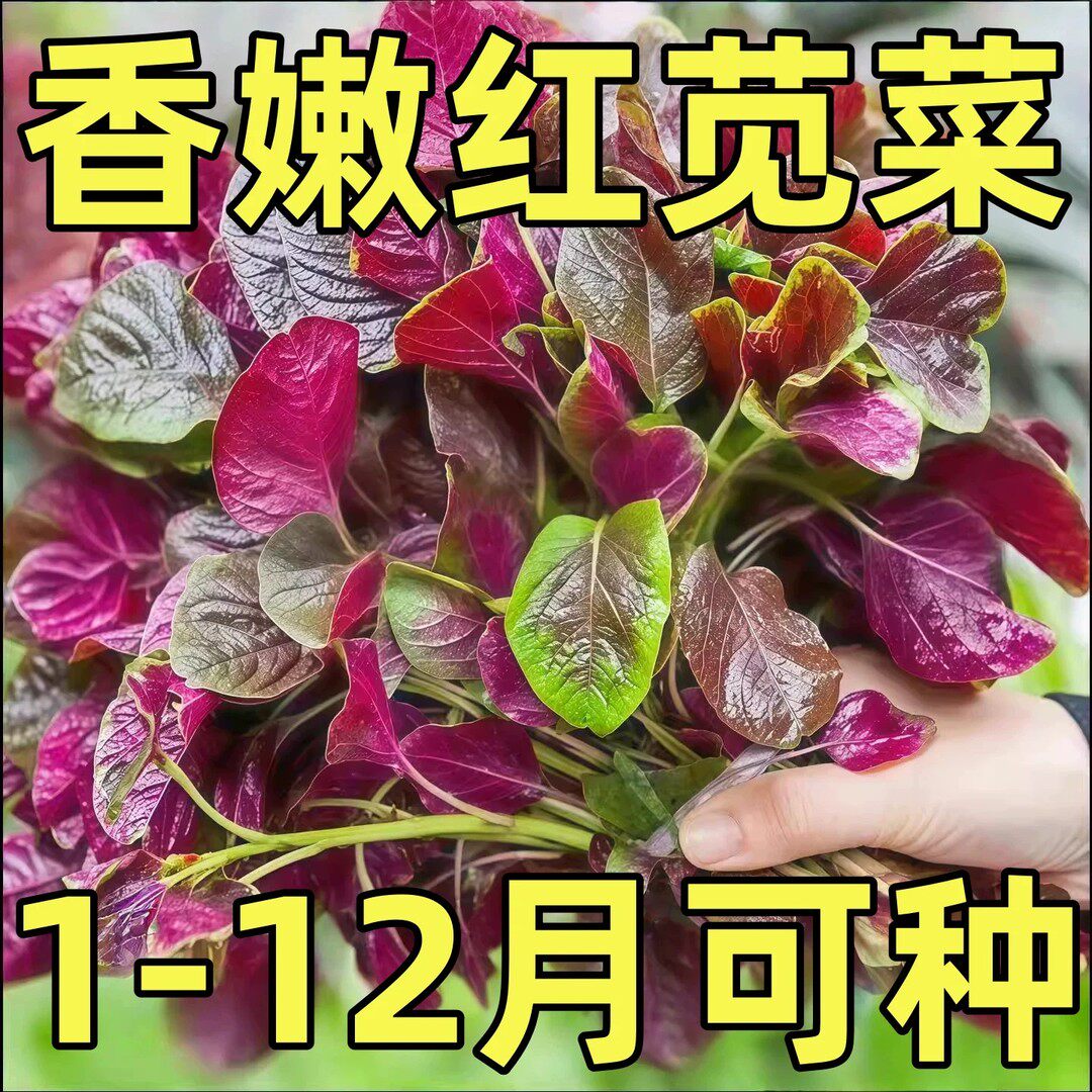 【圆花叶红苋菜种子】红苋菜种子家庭小院种菜阳台盆栽四季种植