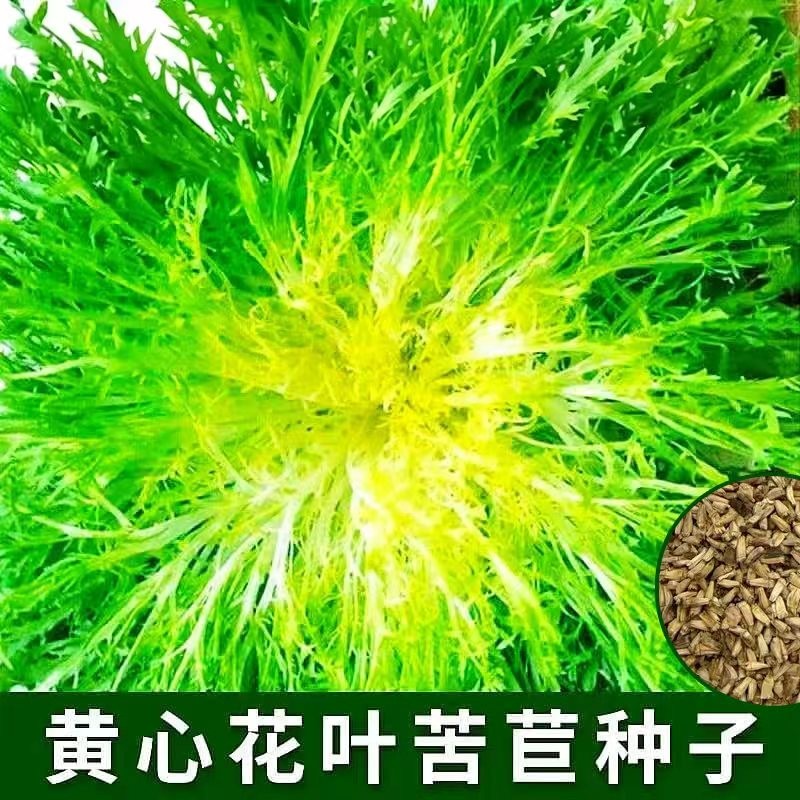苦苣种子苦菊菜籽蔬菜沙拉牛奶菜盆栽蔬菜种子碎叶黄心细叶苦菊籽