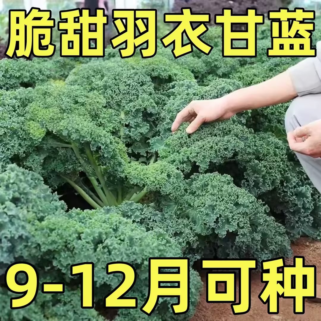 羽衣甘蓝种子羽叶甘蓝秧苗阳台盆栽大田易种可播秋耐寒蔬菜种子籽