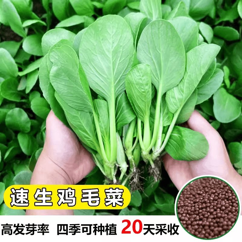有机全新蔬菜种子抗热耐寒