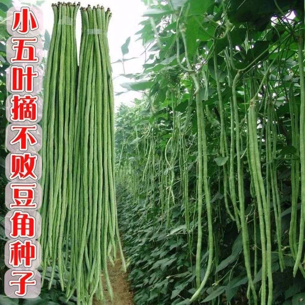 长豆角种子压塌架小五叶种子摘不败早熟高产耐热推荐豆角种子豇豆