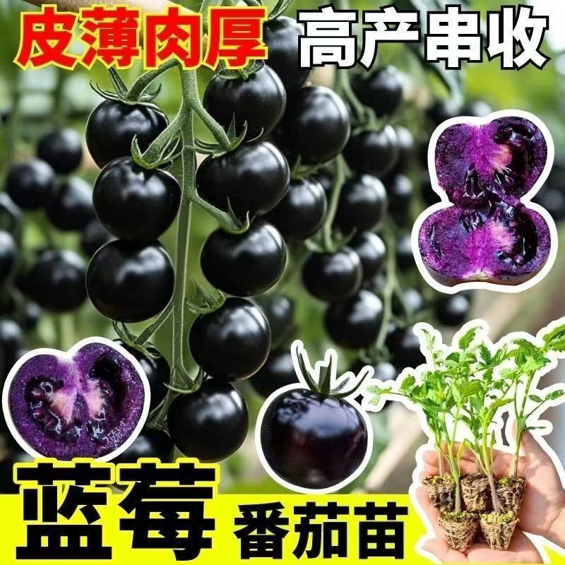 【寿光蓝莓番茄苗】黑珍珠番茄高产糖水炸弹带土发货适阳台小院种