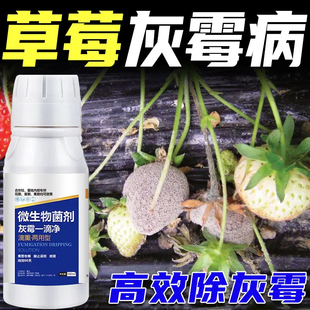 【灰霉一滴净】一亩一瓶防治灰霉病叶霉病持效60天
