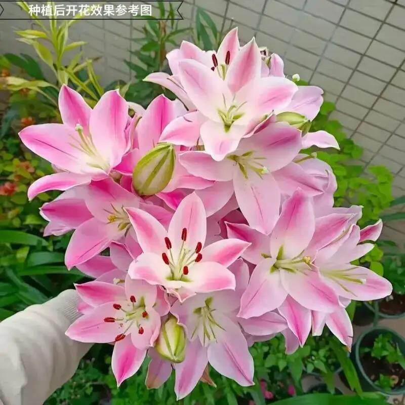 【下单立减50】重瓣水百合花种球开香花室外盆内栽鲜香SWP花浓香