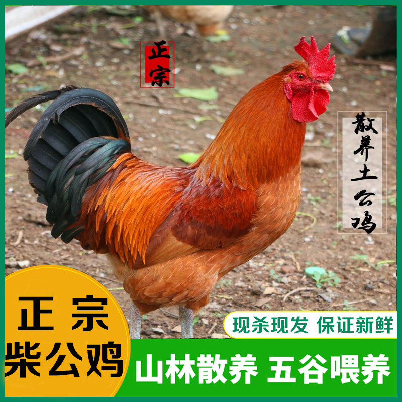 上商道地食材安徽枞阳特产正宗农家散养柴公鸡土公鸡3斤