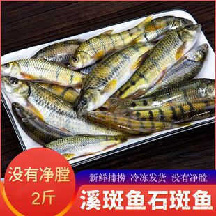 溪水石斑鱼新鲜小河溪流鱼深山原生态淡水小杂鱼鲜活光唇鱼