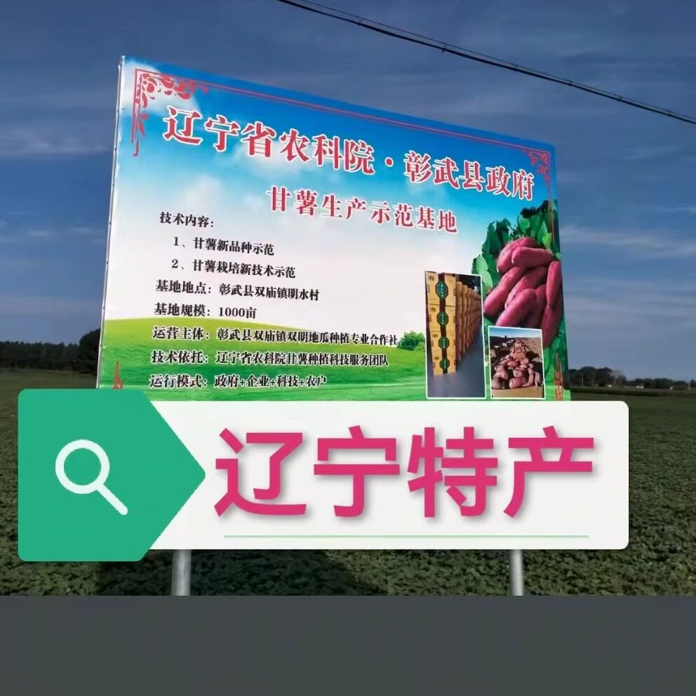 彰武地瓜烟薯25号
