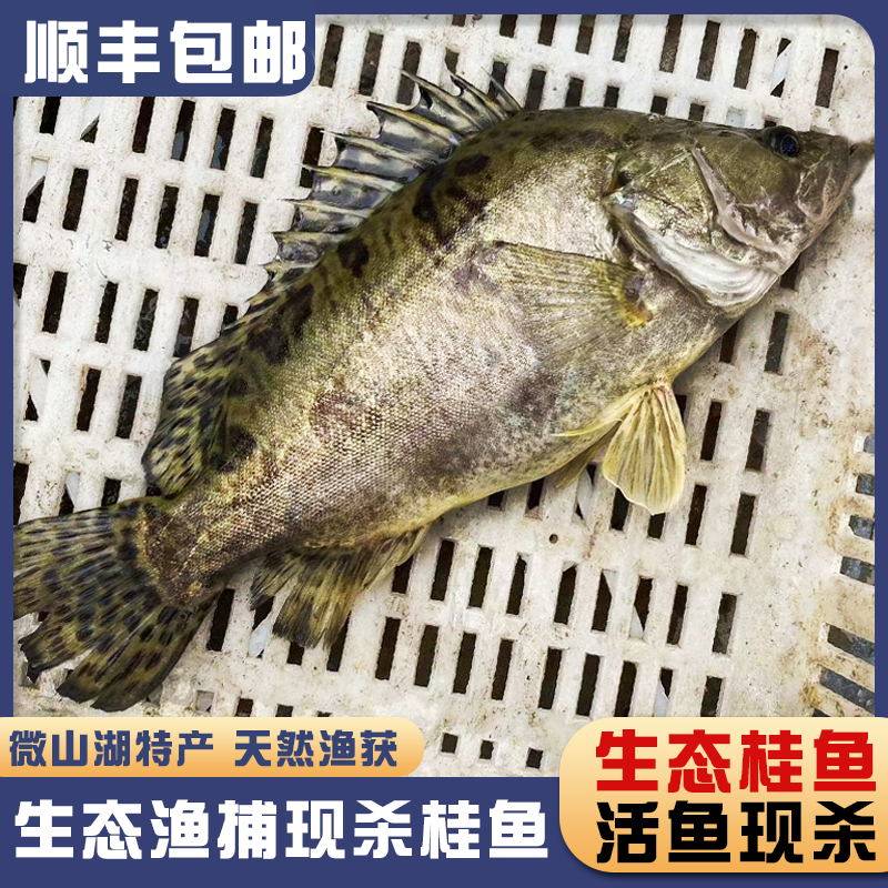 微山湖原生态桂鱼顺丰冷鲜发货