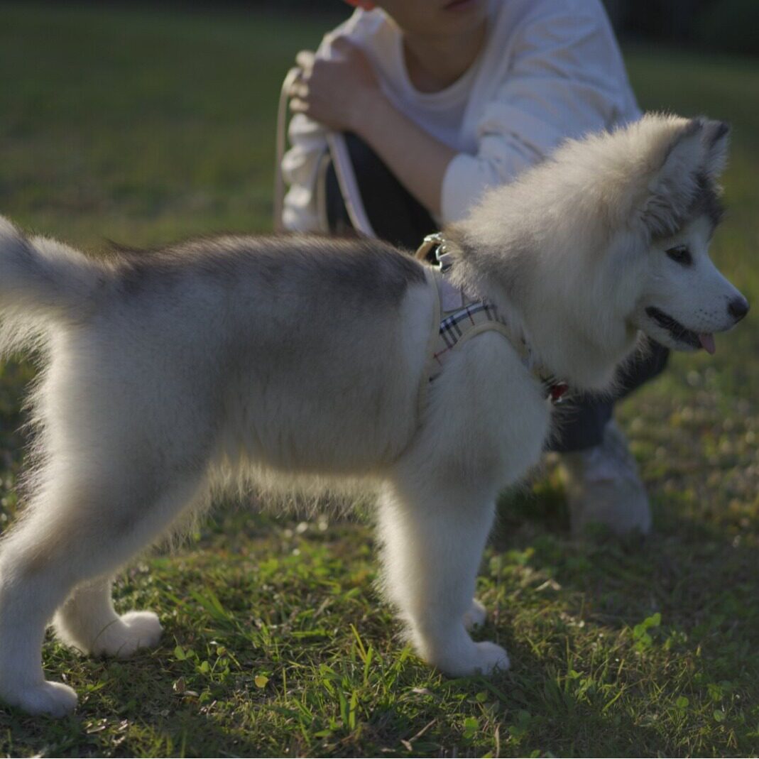 爆款小型犬胸背带遛狗猫