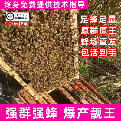 中华土蜂中蜂蜂群养殖