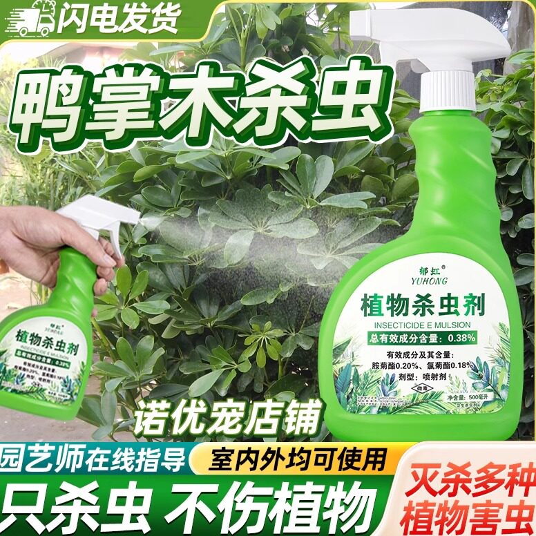 鸭掌木杀虫剂鸭脚木介壳虫专用药除蚧壳虫驱虫鹅掌木虫害生专打治