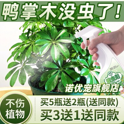 鸭脚木害虫杀虫剂灭杀神器克星