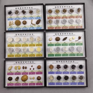 植物果实种子标本科普标本框学校自然科学课程教学用品餐厅样本框