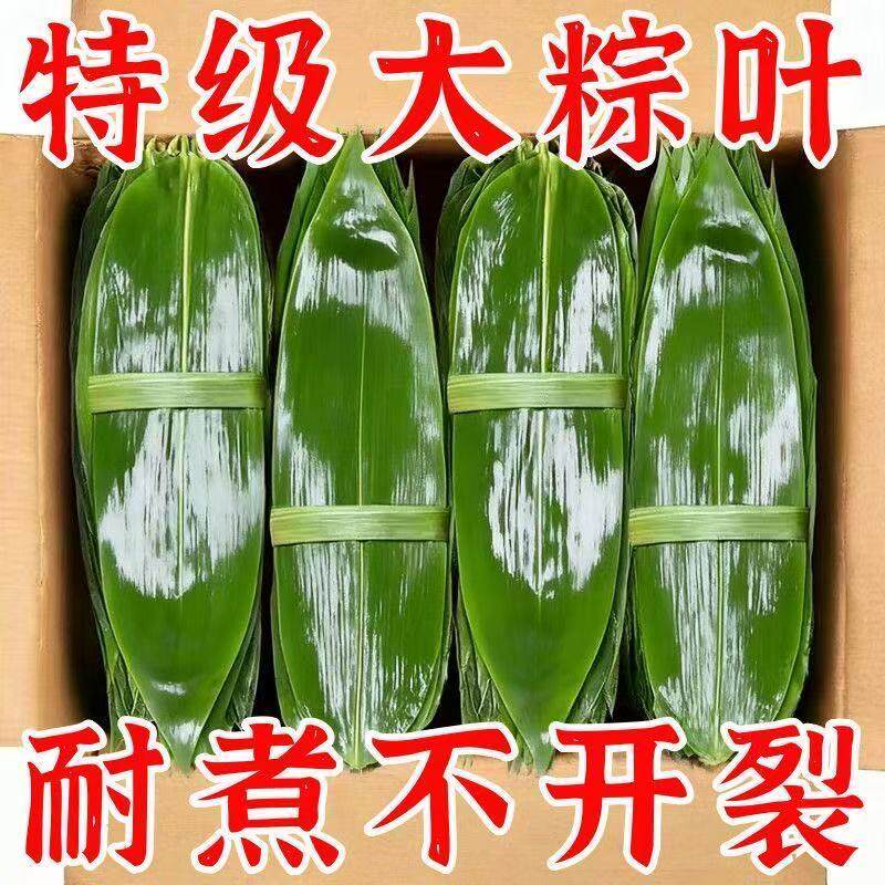 湿粽叶新鲜粽子叶大宽叶野生纯天然特大号粽子叶真空包装50片左右