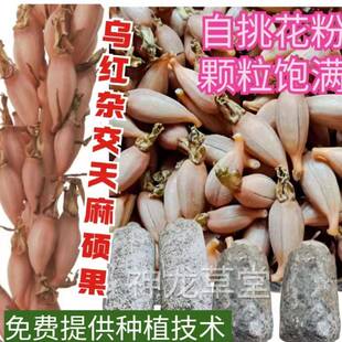天麻蒴果乌红0杂COZ天交麻蒴果萌发菌天麻种植套麻餐代天种子培育