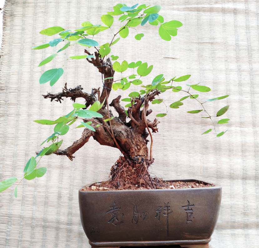 羊蹄甲小盆景沧桑悬崖临水好养植物开花结果绿箩清香木舍利包邮