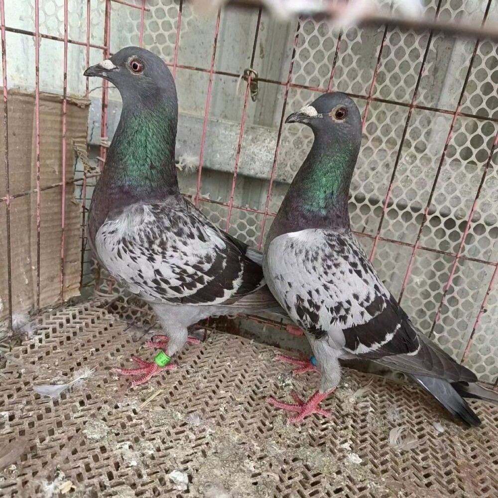 鸽子活体一对精品信鸽公棚成绩鸽子代信鸽幼崽青年鸽种鸽易养