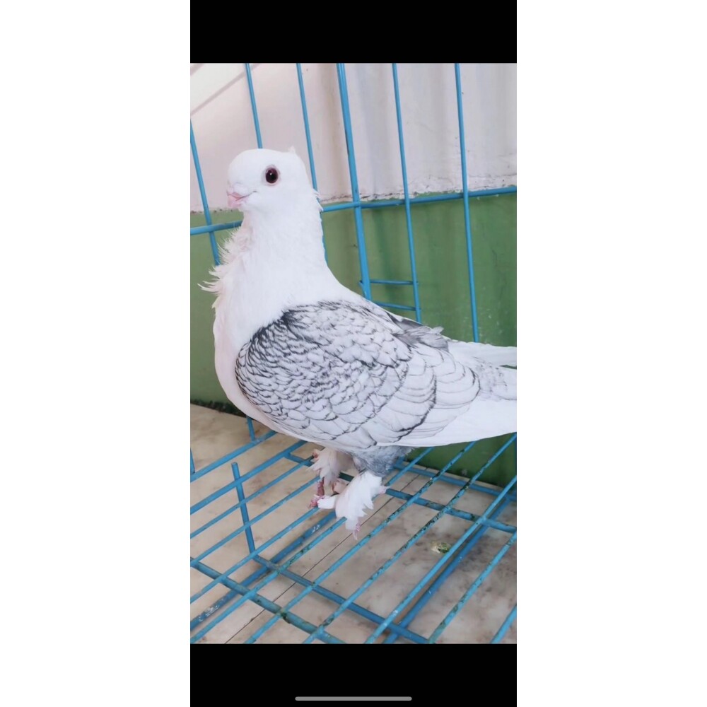 黑细花观赏鸽淑女鸽子种鸽活体青年一对兰花淑女仙女尼姑受精蛋