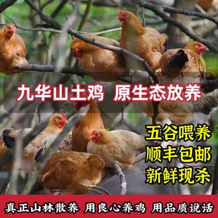 九华山正宗山林散养老母鸡新鲜现杀顺丰孕产妇老人小孩滋补健康