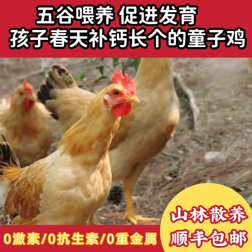正宗农家山林散养小公鸡未打鸣童子鸡走地鸡新鲜现杀顺丰包邮