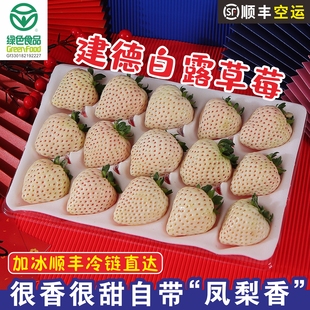 宥小宝建德白露草莓淡雪白色奶油草莓新鲜当季现摘水果精品大礼盒