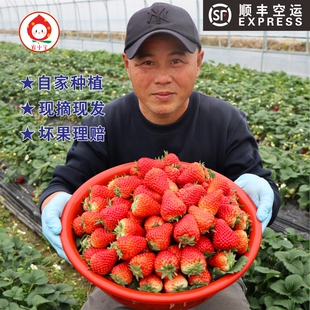 宥小宝红颜草莓正宗建德奶油草莓礼盒孕妇水果当季现摘顺丰空运