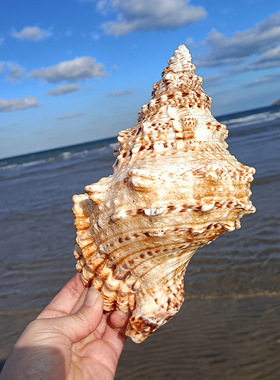 海螺贝壳石号螺蛙螺鱼缸造景摆件装饰品手工艺品创意家居收藏