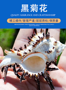 好货海螺贝壳黑菊花寄居蟹壳卷贝鱼水族造景家居摆件儿童礼物