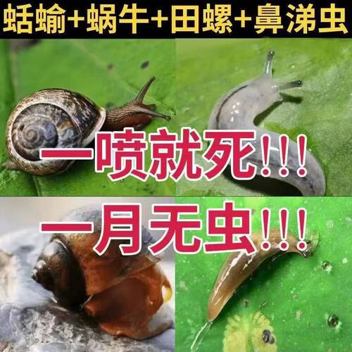 菜虫杀虫剂蔬菜地杀蜗牛驱蚂蚁神器打菜虫的药家用蜗牛土壤防除虫