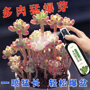 优芽素多肉专用肥营养液肥料促芽生根爆芽素矮胖素三角梅植物通用