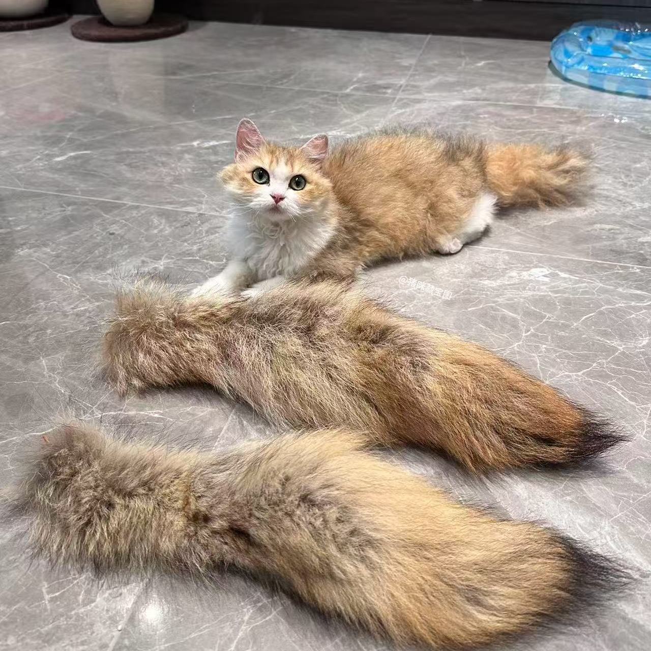 【郊狼尾巴】宠物猫咪玩具逗猫棒