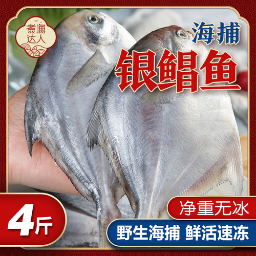 银鲳鱼新鲜海捕鲜活大号非金鲳