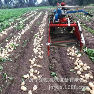 大棚手扶车带土豆收获机 毛芋头收获机厂家 木薯土豆子挖掘收获机